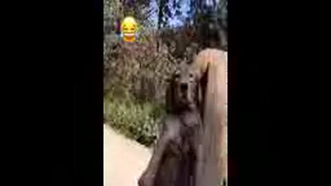 Funniest Videos 2022 😂 Funny Cats 🐱 and Dogs 🐶