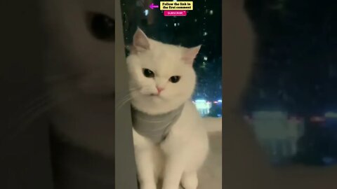 cute cat videos 😹 funny videos 😂 609 😻 #shorts #shortsfunny #cutecat #funnycat #catvideos #catscare