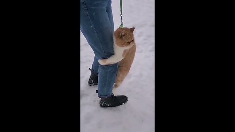 Cats and Cats in Winter.