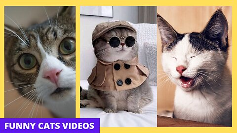 Funniest Cats - Best of the 2022 Funny cats Short Videos - Part 1