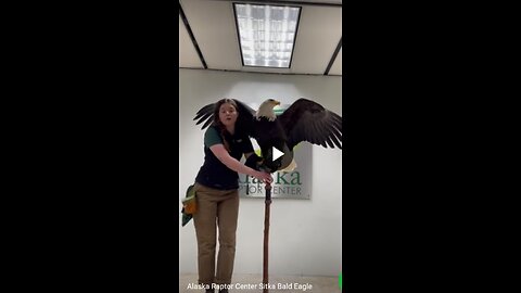 Alaska raptor center