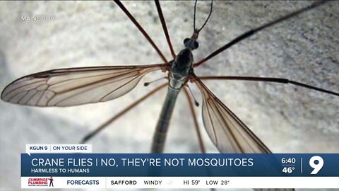 Crane flies are "completely harmless"