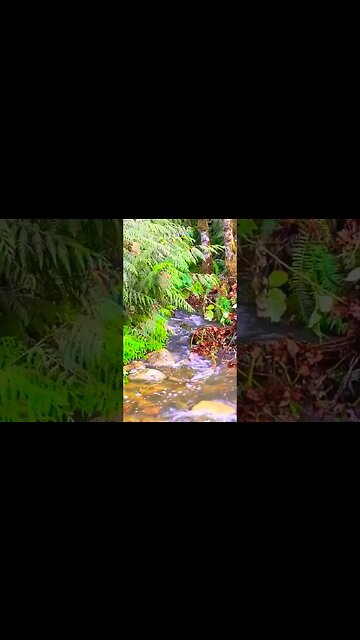 Relax the sound of a gentle stream. #amsr #relaxation #nature #relax #shorts