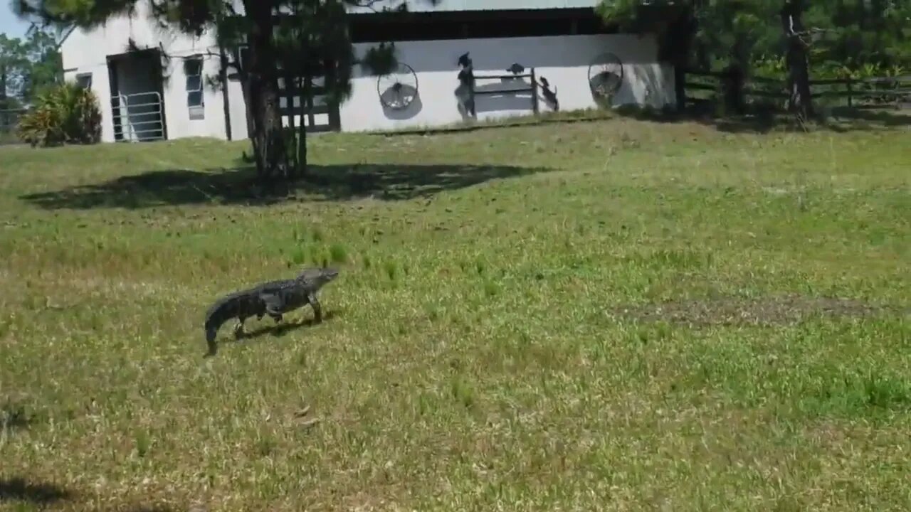 Gator Bunny? Well I decided to run him back to the pond because we were trying to hunt Easter eggs