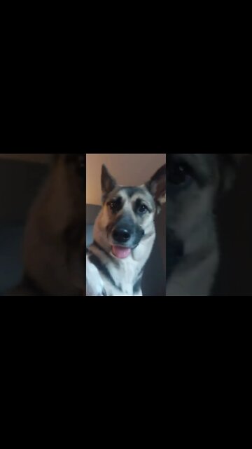 When Your Dog Think She's A Gangster #shorts