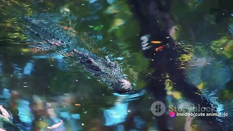 The Amazon River: Life Along the Mighty Waterway