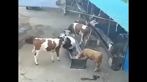 ?????? #vacas #shortsvideo