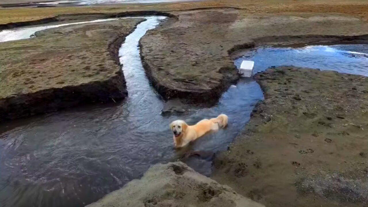 What Does My Dog Do Every Time He Sees a River