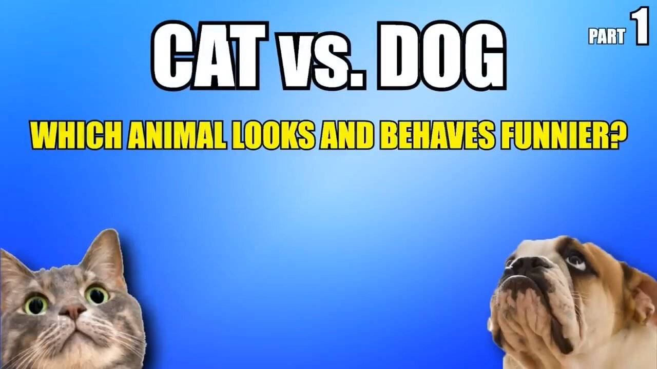 Cats 🐈 vs dogs 🐕 (cachorro vs gato