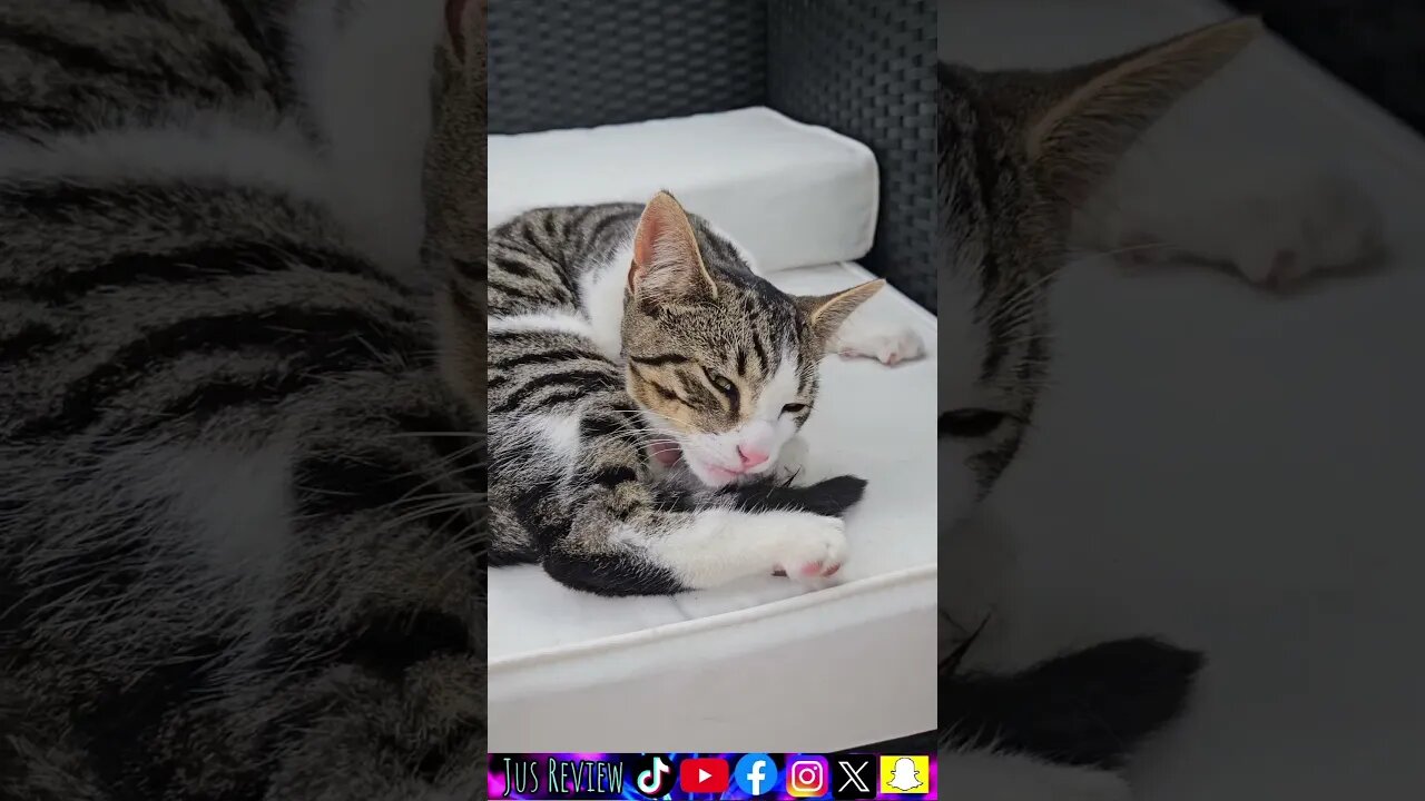 Cat Facts No.3 Why Do Cats Do This?