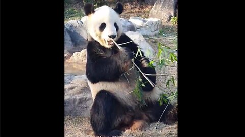 A panda at Ueno Zoo in Japan eating bamboo (2)