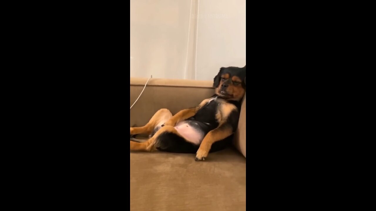 Funny dogs 🐕 shorts clip😄😆