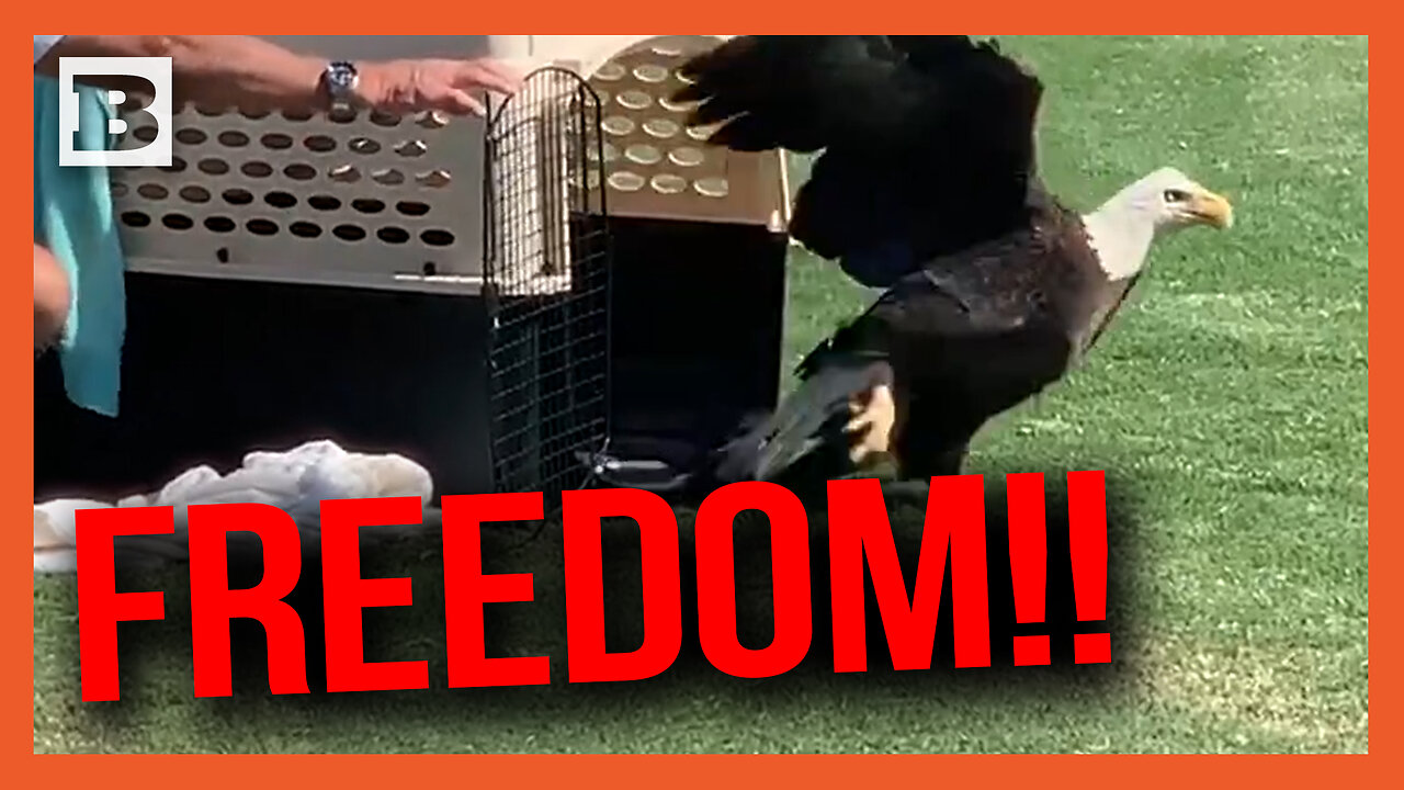 FREEDOM!! Injured and Rescued Bald Eagle RELEASED in SW Florida