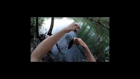 Bass in Georgia Pond