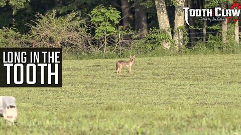 Long In The Tooth - Coyote Hunting