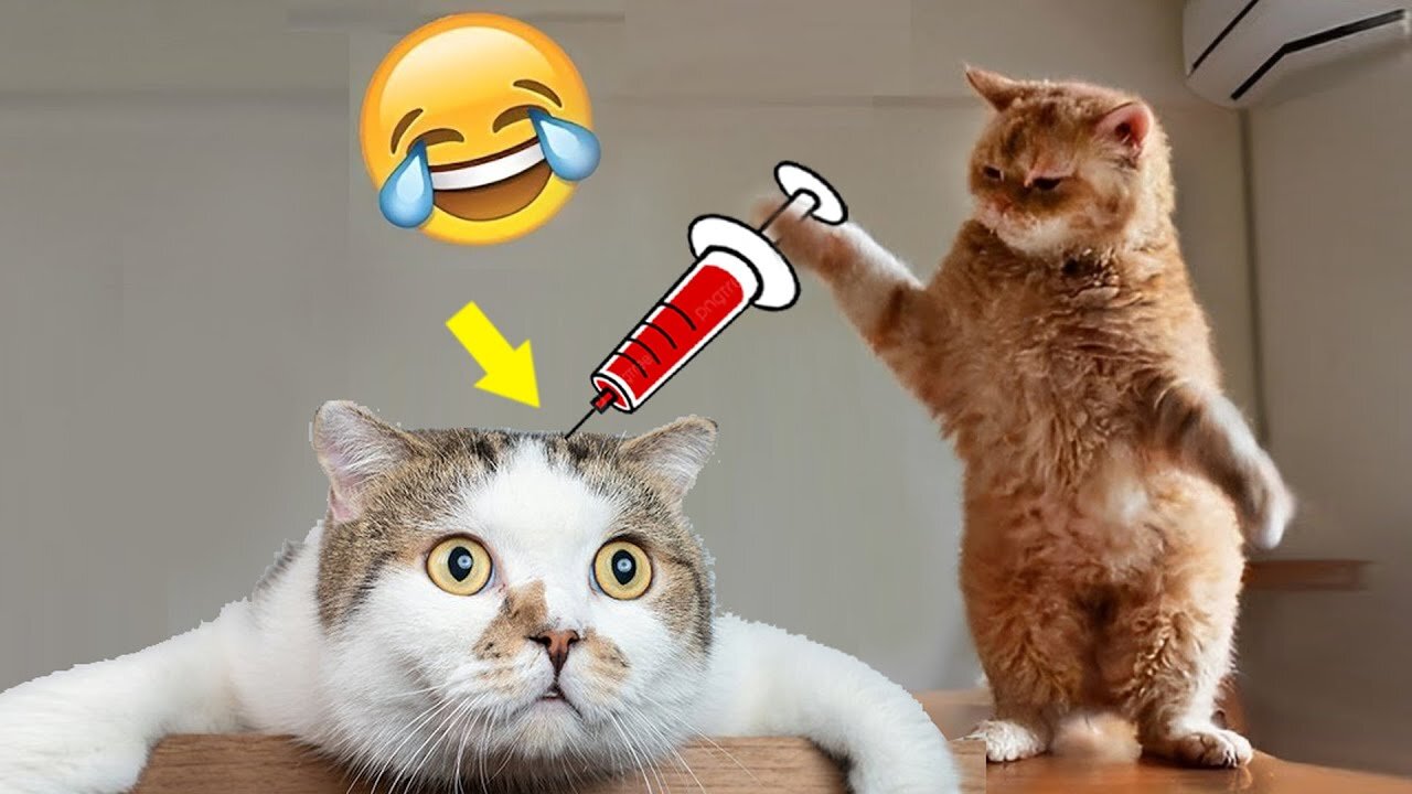 Best Funny Animal Videos Of The 2023 🤣 - Funniest Cats And Dogs Videos 😺😍