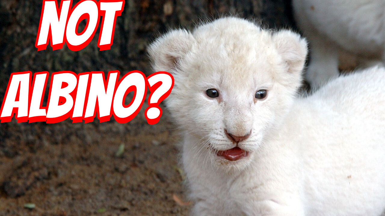 How Expensive Are White Lion Cubs To Own!