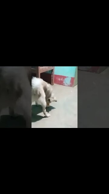 Puppy Begging for Food 😭🔥🔥🔥 | #shorts #dogs #puppy #youtubeshorts #cute #ytshorts