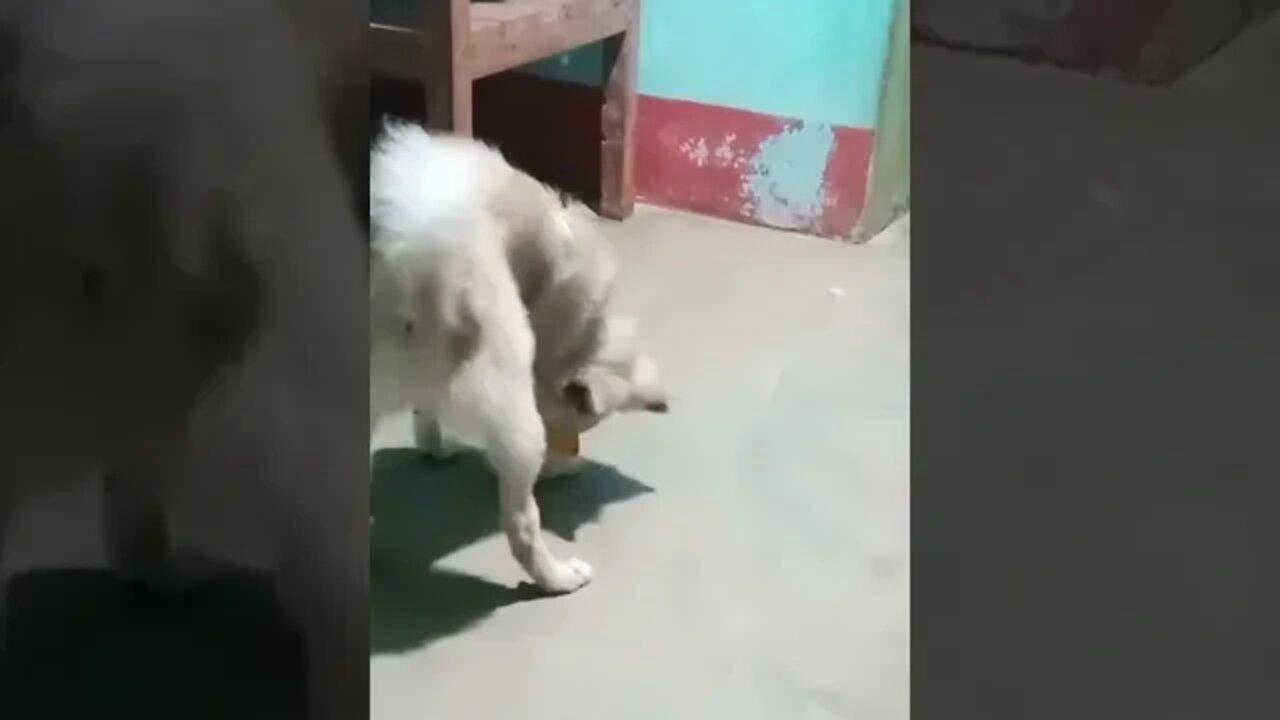 Puppy Begging for Food ðŸ˜ðŸ”¥ðŸ”¥ðŸ”¥ | #shorts #dogs #puppy #youtubeshorts #cute #ytshorts
