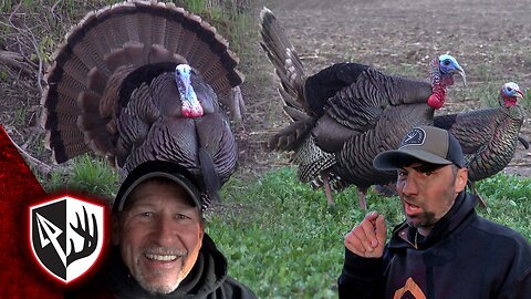 NONSTOP Gobbling! The Turkeys Are Going Crazy!