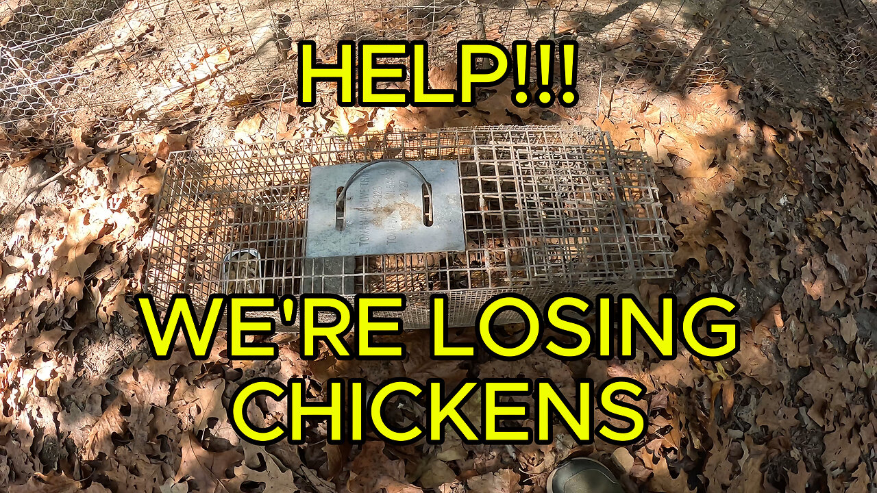 What's Getting Our Chickens? Homesteading Isn't Easy!