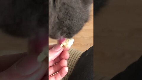 Little kitty eating some bread and butter