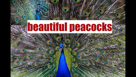 beautiful peacocks