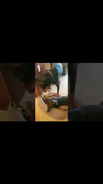 2 Dobermans Wrestling Over a Rope 🤣🐕❤️ #doberman #dobermanpinscher #dobermanpuppy #dobie