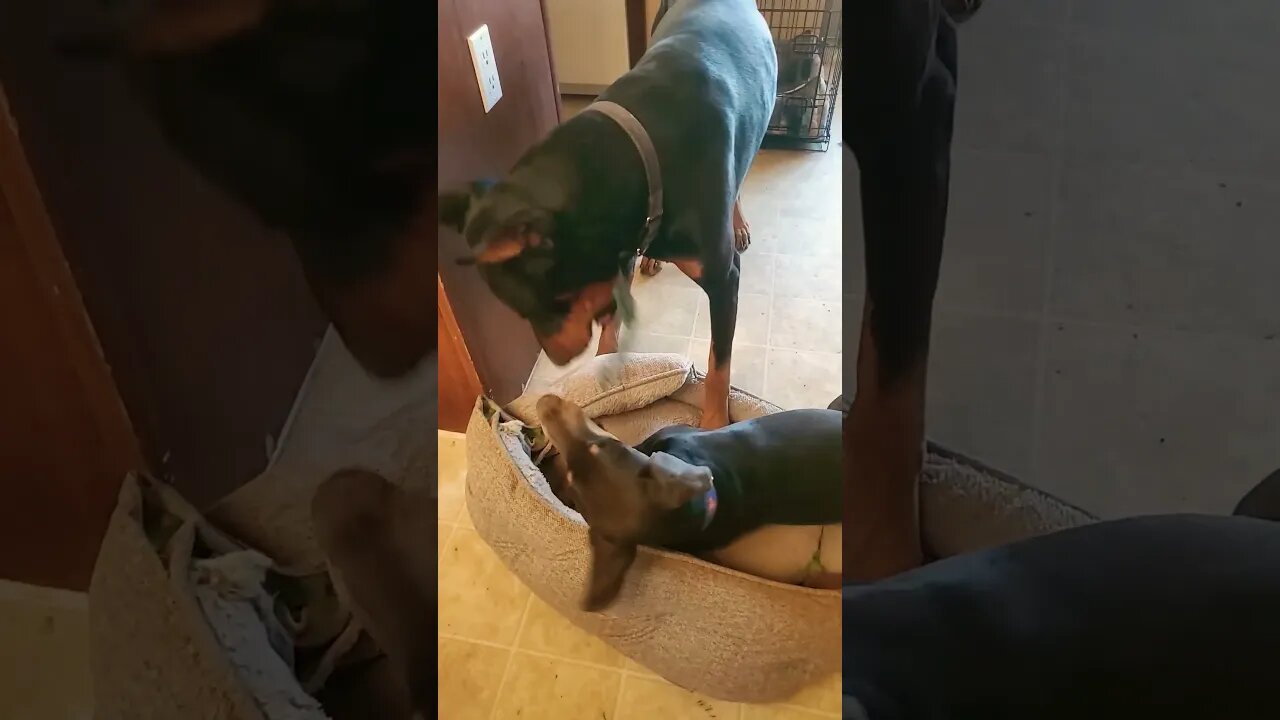 2 Dobermans Wrestling Over a Rope 🤣🐕❤️ #doberman #dobermanpinscher #dobermanpuppy #dobie