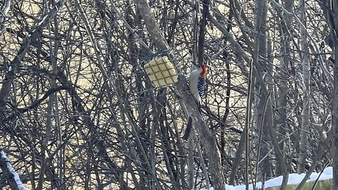 Red-Bellied Wood Pecker James Gardens Toronto 2