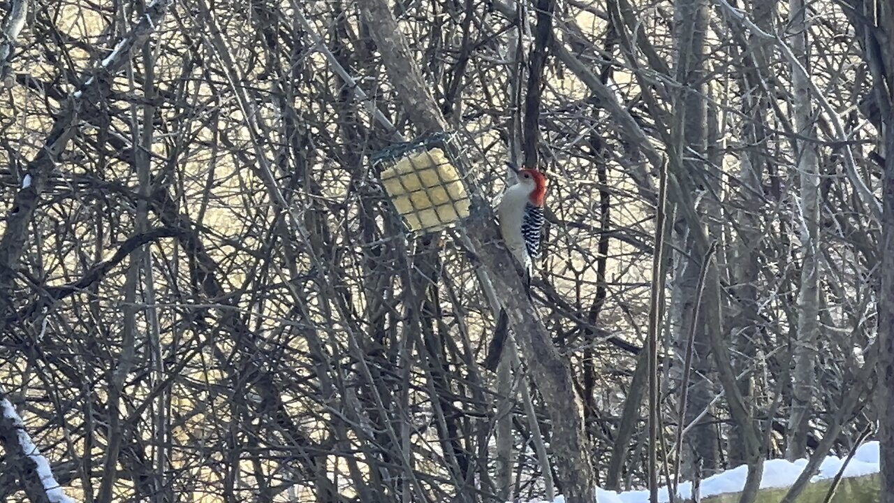 Red-Bellied Wood Pecker James Gardens Toronto 2