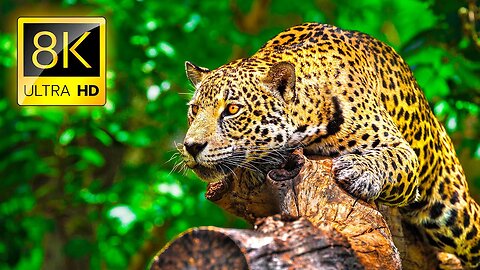 Ultimate WILDLANIMALS Caught in 8k | Wildlife Sanctuary | 2023 new 8k Video on Rumble