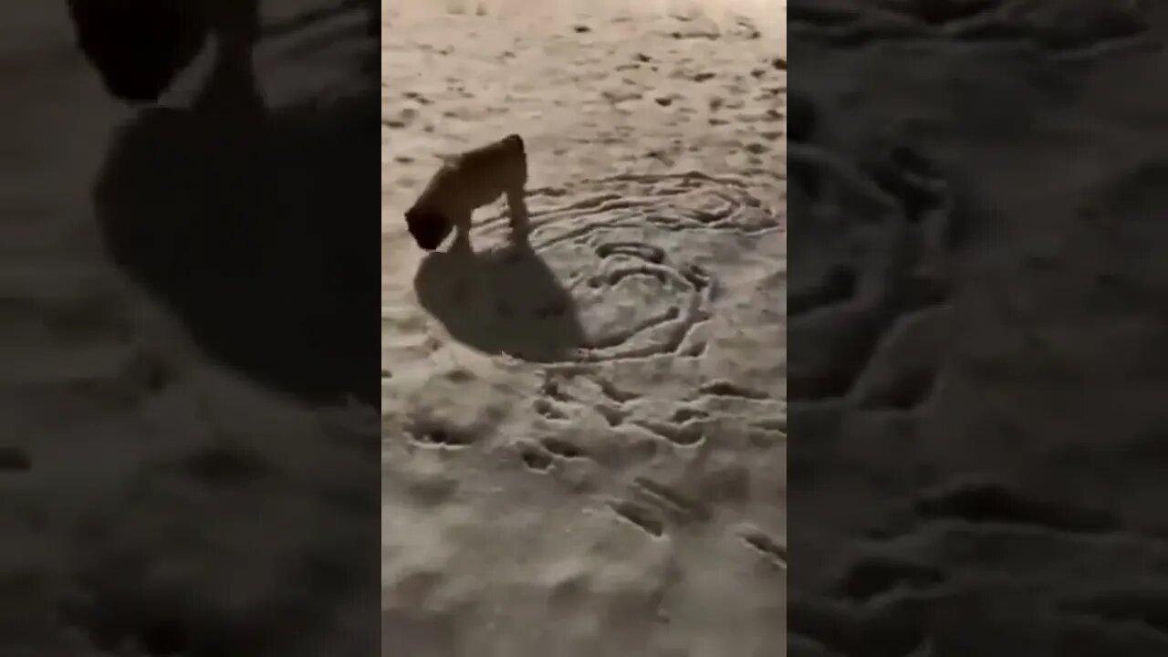 Wait! what 🤣🤣🤣