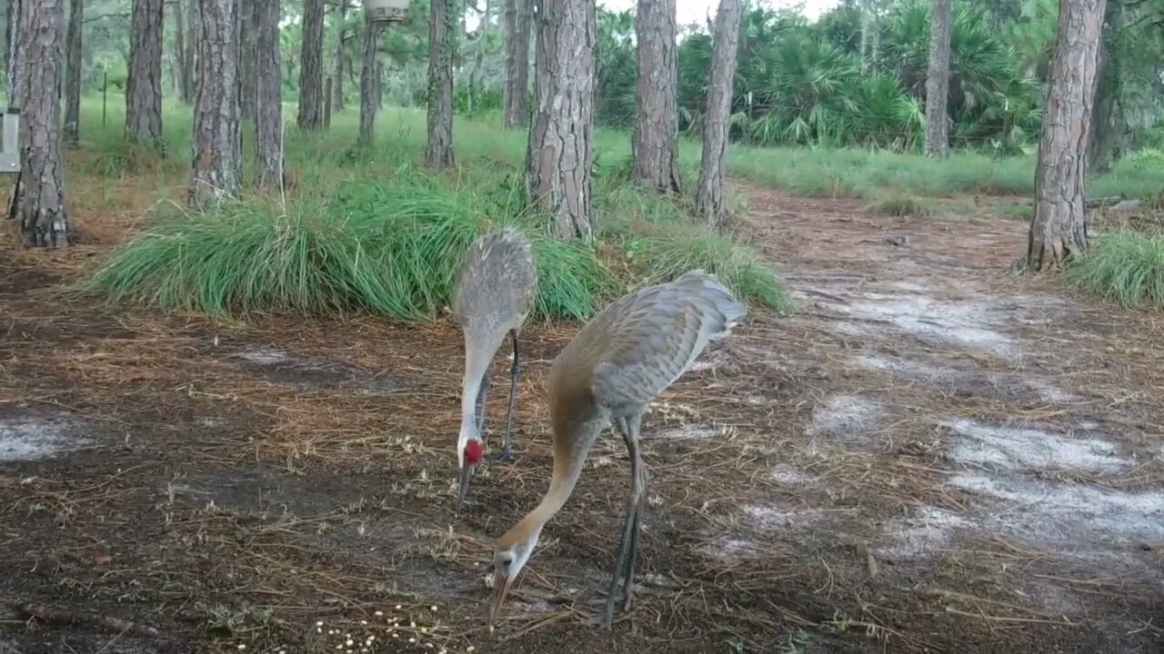 Saturday Sandhill Cranes