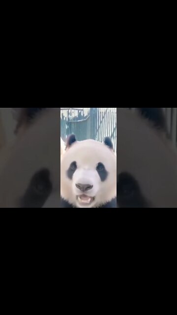 ANIMAIS MAIS ENGRAÇADOS DO MUNDO #33 - inscreve-se no CANAL #shorts