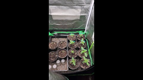 Seedling Tent Update