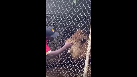 Man almost loses a finger to lion