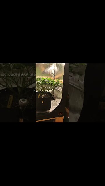 When to flip cannabis into flower. #cannabisgrower #organiccannabis #skunk #weddingcake #shiskabarry