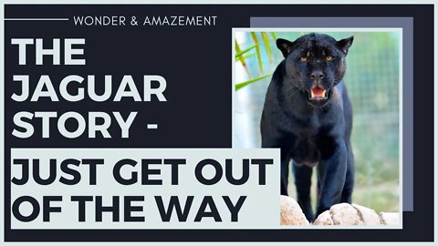 The Jaguar Story - Just Get Out of the Way
