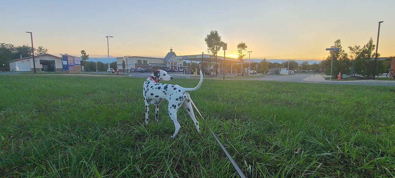 Luna At The Tesla Supercharger in Chantilly VA Dulles Airport