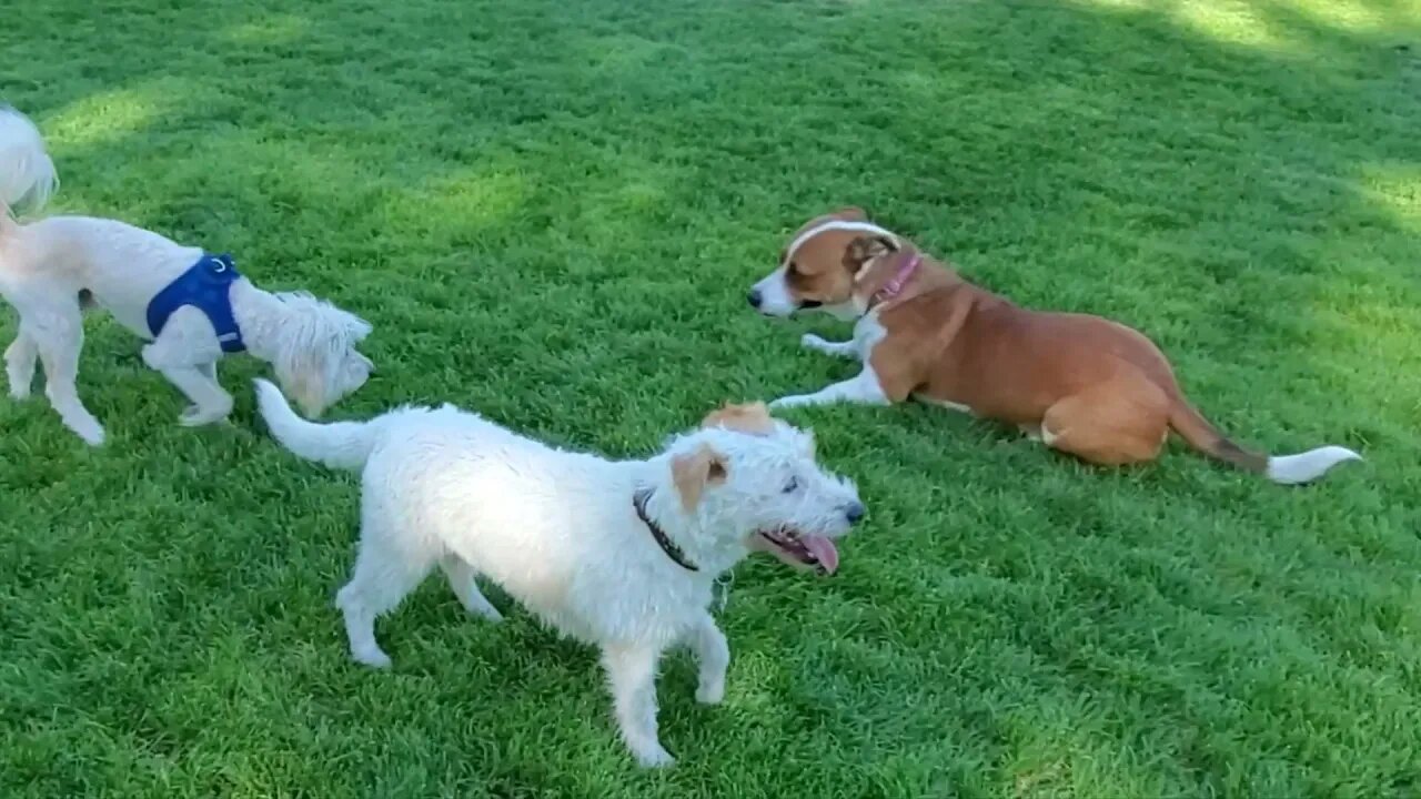 [Jack Russell Terrier Ares] dechocolated ice cream and dog part fun