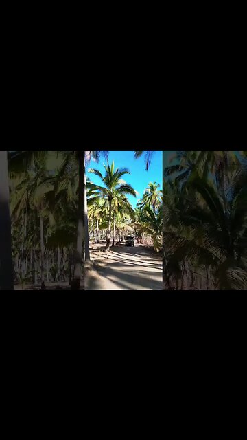 Astro Van in the palms 🌴 #overland #overlanding #vanconversion #vanbuild #mexico #shorts