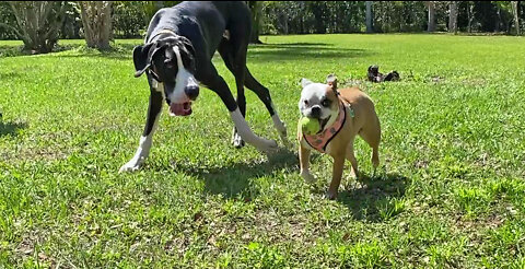 Great Dane Puppy & Boston Frenchie Have Fun Playing Fetch
