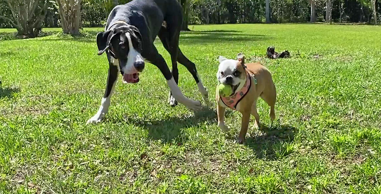 Great Dane Puppy & Boston Frenchie Have Fun Playing Fetch