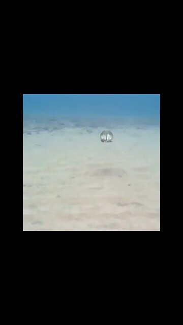 Octopus goes into stealth mode.. 😮😮