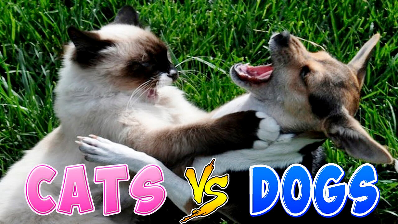 Furry Frenzy: Hilarious Cat and Dog Videos 😂 Try Not To Laugh - 2023