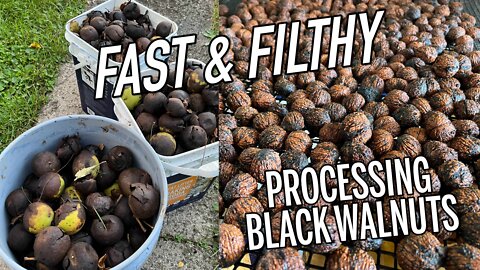 Nuts or Nuisance? The fast way to husk Black Walnuts - E108