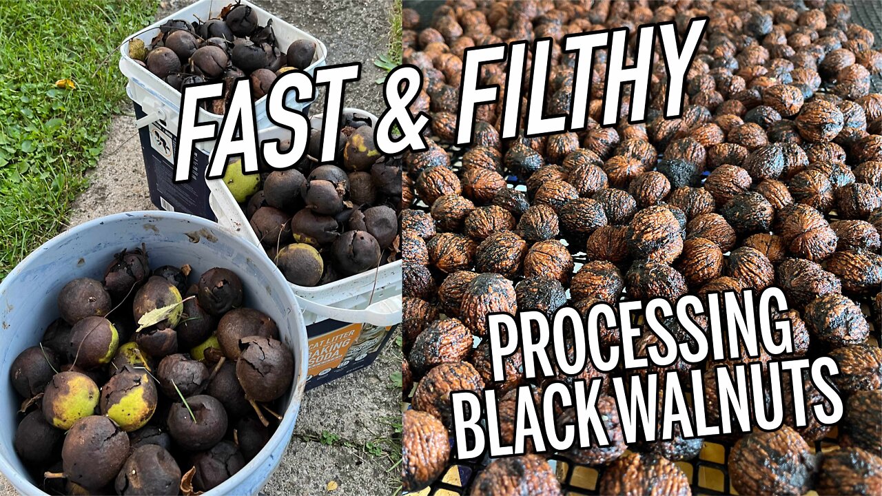 Nuts or Nuisance? The fast way to husk Black Walnuts - E108