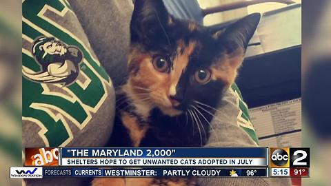 The Maryland 2,000 aims to find homes for cats and kittens