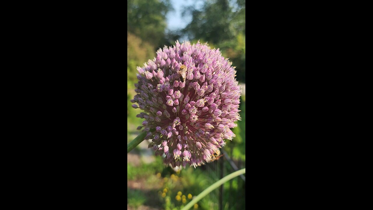 Honey bees and Yellow Jackets